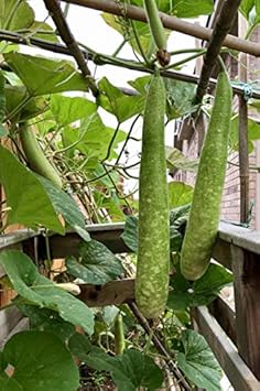 Green Gourd Vegetable Seeds for Planting - heirloom & Non GMO Seeds